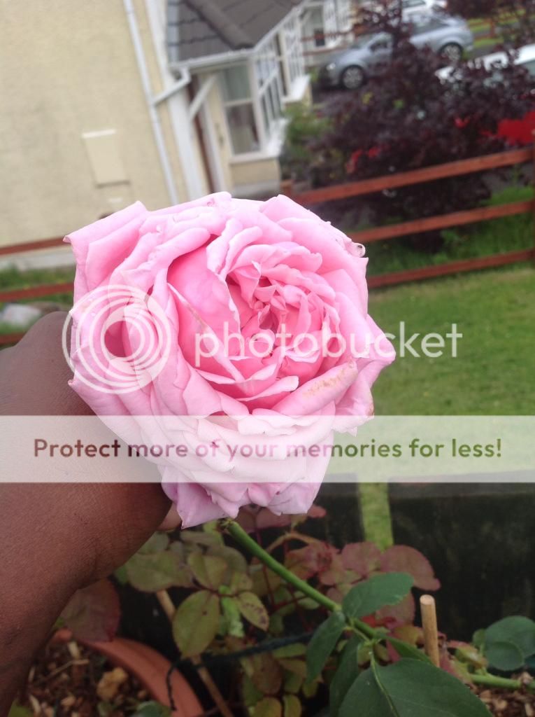 photo E37376A8-002A-43F3-BEF0-660408DDFDEF_zpsgxhvhczr.jpg